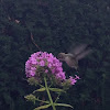 Ruby-throated Hummingbird