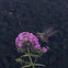 Ruby-throated Hummingbird