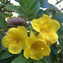 Yellow Trumpetbush