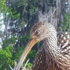 Limpkin