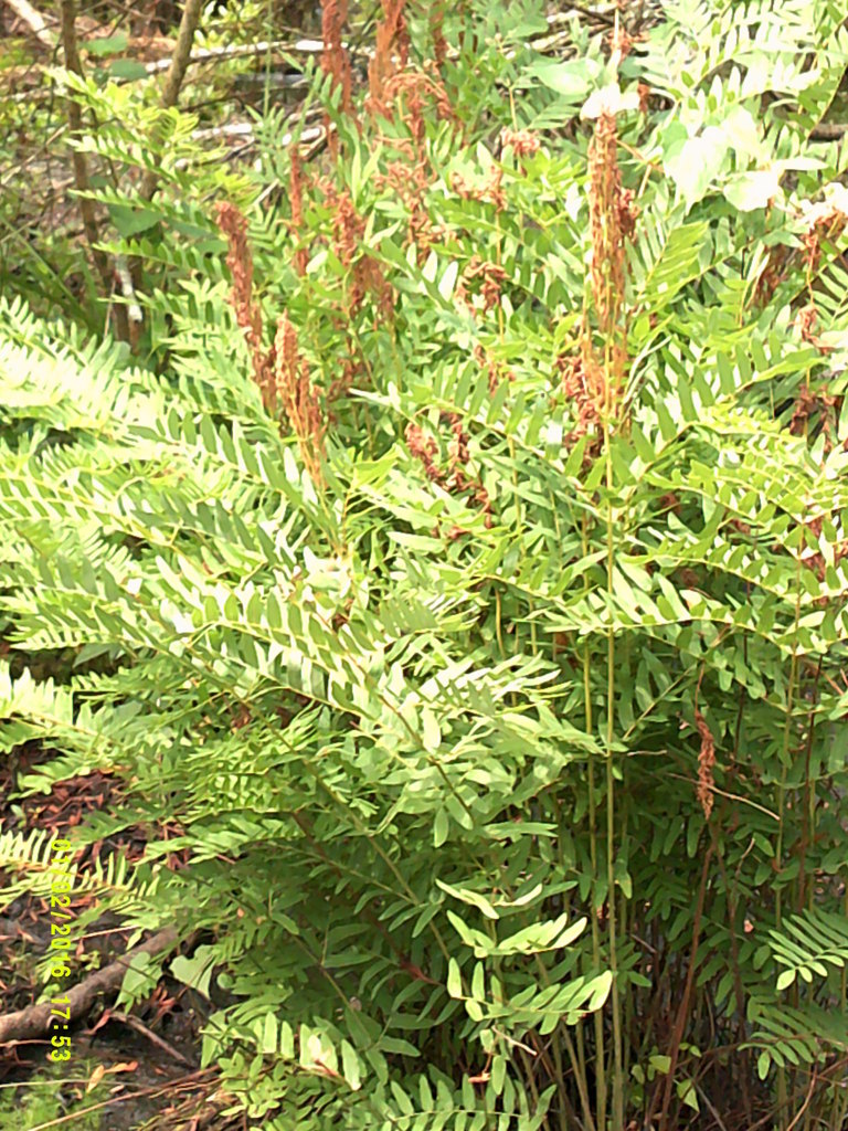 Royal Fern