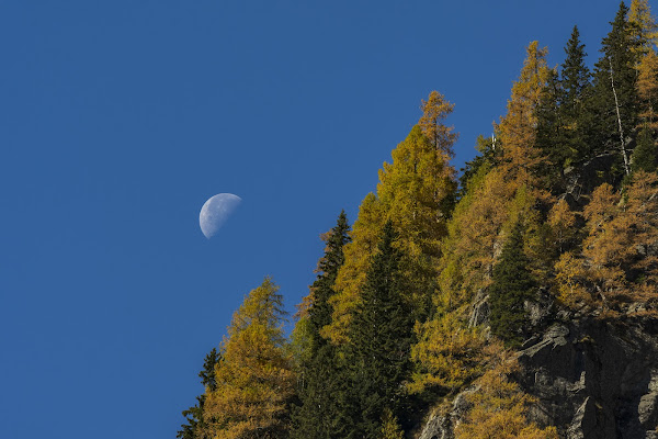 Brilla la Luna sul foliage di Ambro1308