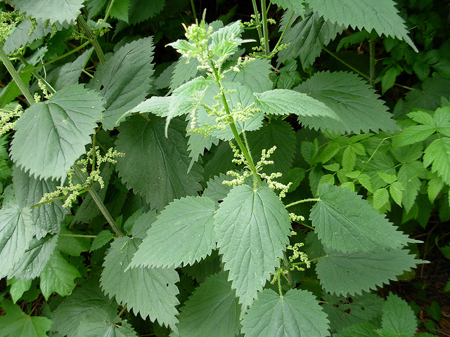 Urtica dioica