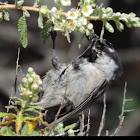 Mountain Chickadee