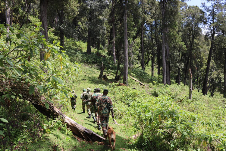 Rangers patrol Embobut Forest.