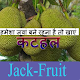 Download कटहल-jack-fruit For PC Windows and Mac 4.0