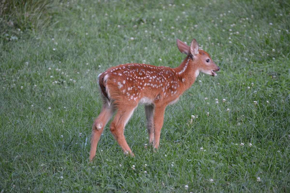 White tailed deer