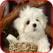 Cute Puppy Images  Icon