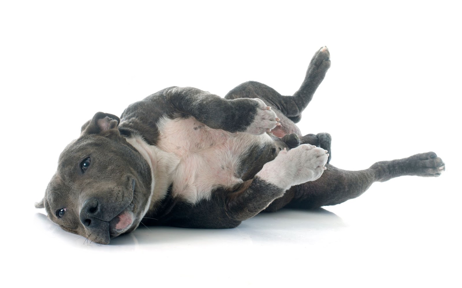  A pit bull rolling around.