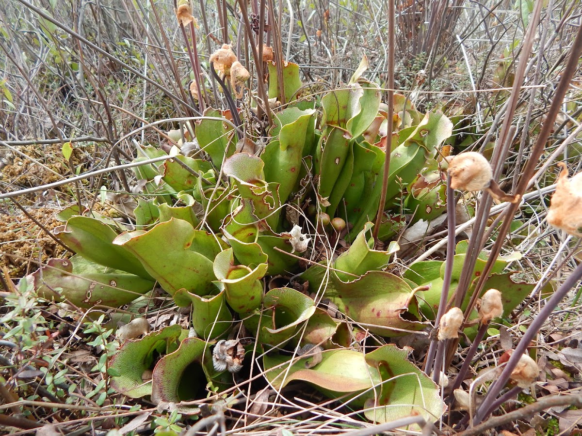 Northern Pitcher Plant