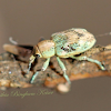 Splendid Tamarisk Weevil