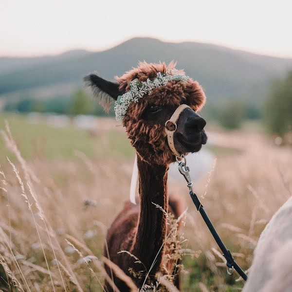 Fotógrafo de casamento Kuba Szewczyk (sfalexander). Foto de 22 de agosto 2019