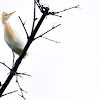 Cattle egret