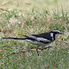 African Pied Wagtail