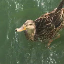 Mottled duck