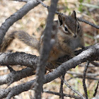 Colorado Chipmunk