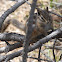 Colorado Chipmunk