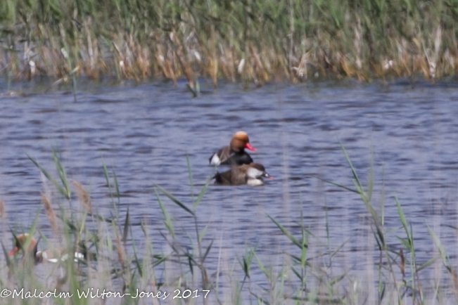 Red-crested Pochard; Pato Colorado