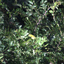 American Yellow Warbler