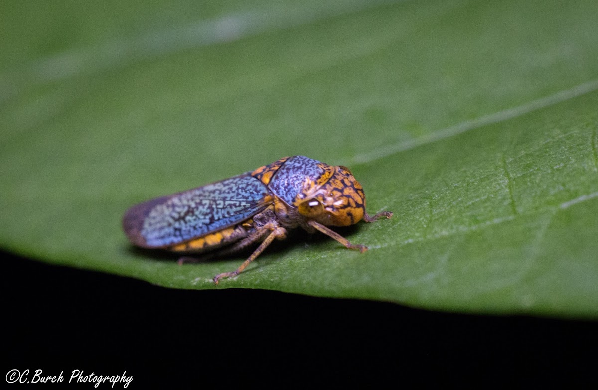 Broad-headed Sharpshooter Leaf Hopper