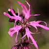 Ragged Robin