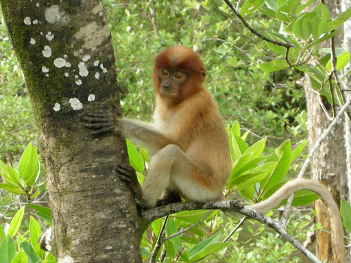 Juvenile Proboscis Monkey in Bako National Park, Borneo, Malaysia