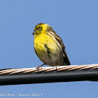 Serin; Verdecillo