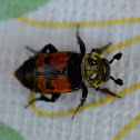 Tomentose Burying Beetle