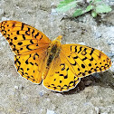 Coronis fritillary