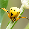 White Banded Crab Spider