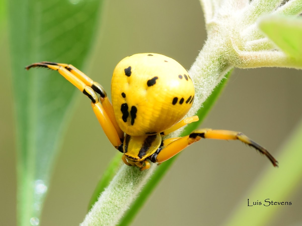 White Banded Crab Spider