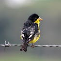 Jilguero aliblanco, jilguero de Lesser, capita negra. - Lesser goldfinch