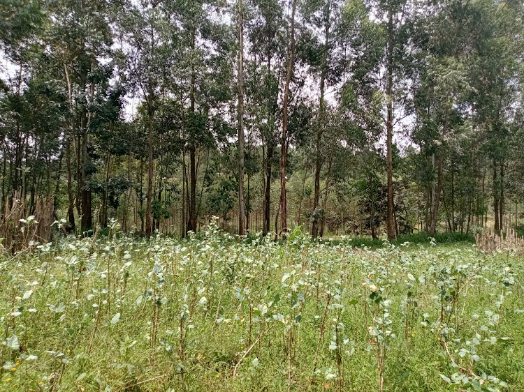 Crops on a farm in Kakamega.