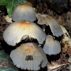 Inky cap