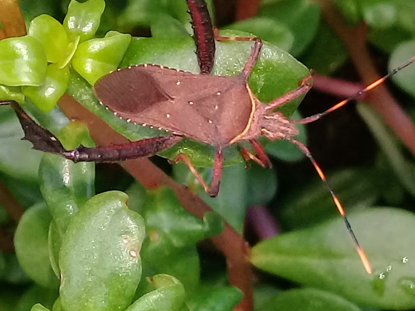 LEPTOGLOSSUS GONAGRA - Percevejo escuro, percevejo do melão-de-são-caetano, Percevejo-pé-de-folha 