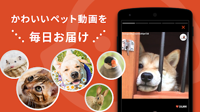 Peco ペコ いぬねこペット動画 かわいいどうぶつ動画で癒しをお届け Google Play のアプリ