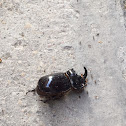 Rhinoceros beetle