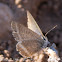 Long-tailed Blue