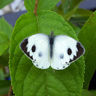 Indian Cabbage White