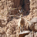 Nubian Ibex