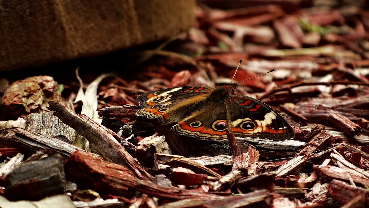 Common Buckeye butterfly