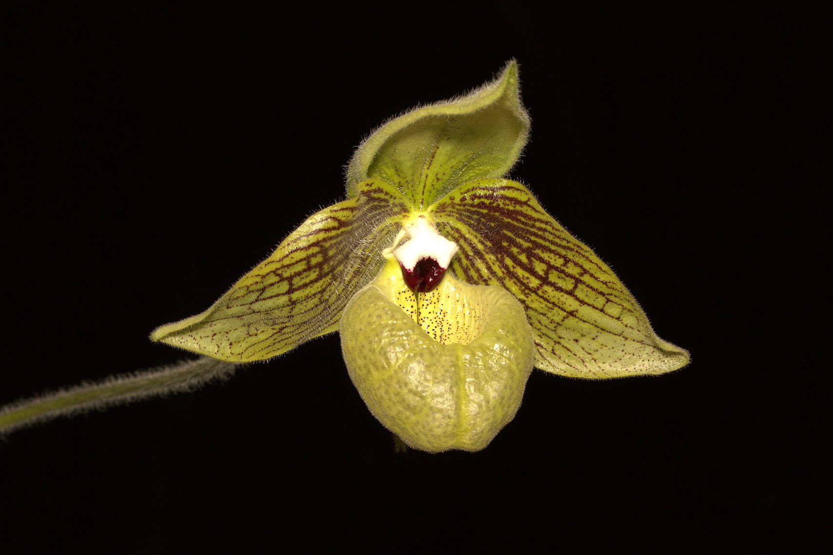 Paphiopedilum malipoense 4UGXkLDSybrsya3cKMUB0CdRboGUGNDTEwrW0kdrt0ePV2wblyhT1NyHNI3if5KdZpSzqkD4Fqv_CInM5Zu9TQJmvvrPscK7MgdFlDWykn2HGvtSdek36ZRKMwQdJE2q161N-cSIn3iEepbdUZ8MM5Gq4gJYCp1KRpXyjMklHG__Sv9WBqrkyzNGrIDWGXnLa-tHV6WasKPs7_RofVo-2TfuGOk_i_UlcuyzyHPkA1JUPBUq79T3JEgdSmpiR-tfrlxGpPgOq4LdomCA4IAKDVZAYAMxZYkBlYhn735H6ewBHq2Xm3hvREsI67rSMgh8ItEz2lrDmdHHXSy8OHlGNHwE6LN4PnDIwlVcCxRGZ7pc5xI5QfA6odW0LhlrKPfMtL1JNkICLp4ESGTf2o69D3NLpVq-M1LkYRrql011GIg1gsY6tKrlqpcwl9rk_omUJRN-l0U-EKla8YHpDan_ofcGlsM5FP7Vko91A9N9BE39IWDSACMey5xbC88bEfjui4RSFIFvphQzul1JdV7UDohwcHI2UMmaDJGR0tDM7t6DqiL65ew4Uaj33mjzuns-G00t47W--oomUTAzgqUkBkgKf_RZbA38Kvolq8mbW1_Lu9Gc6MHKnO6ncKNq9wbNfsKWR5G4bzWTjAFTY0jWsch18yCXzO3LSE57cCejtA=w1711-h1140-no