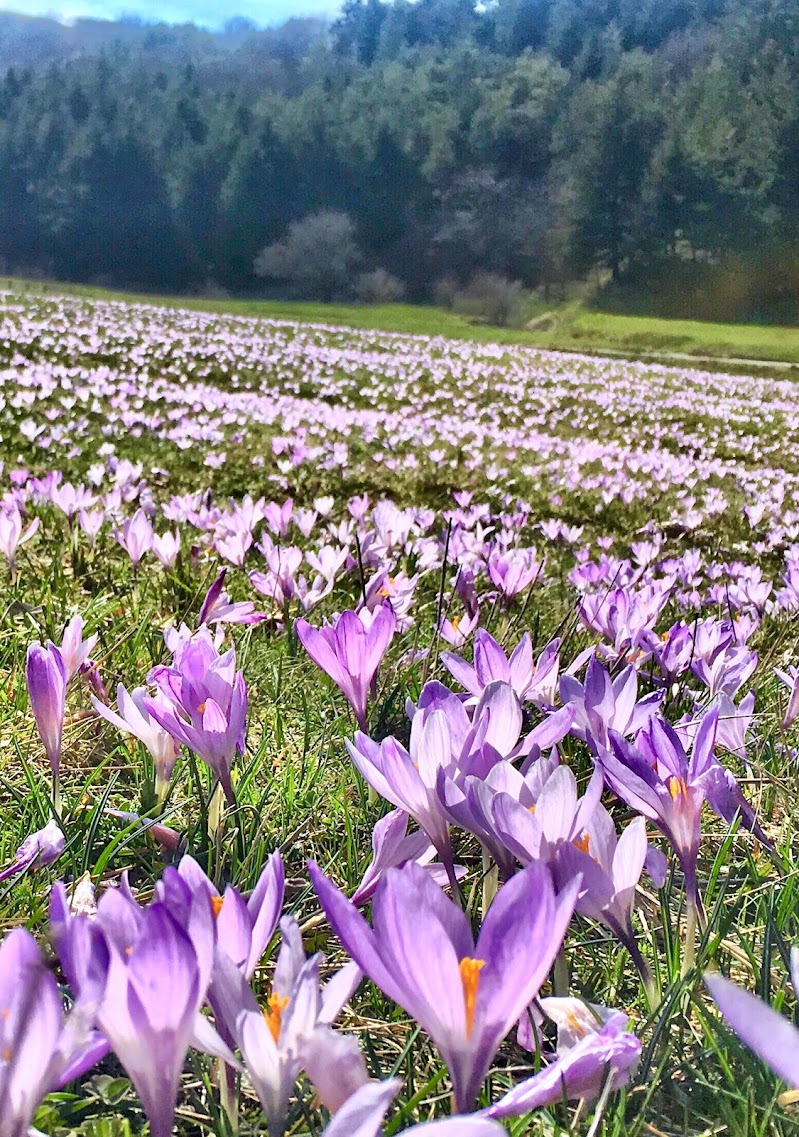 Crocus a volontà  di francesco_scassellati