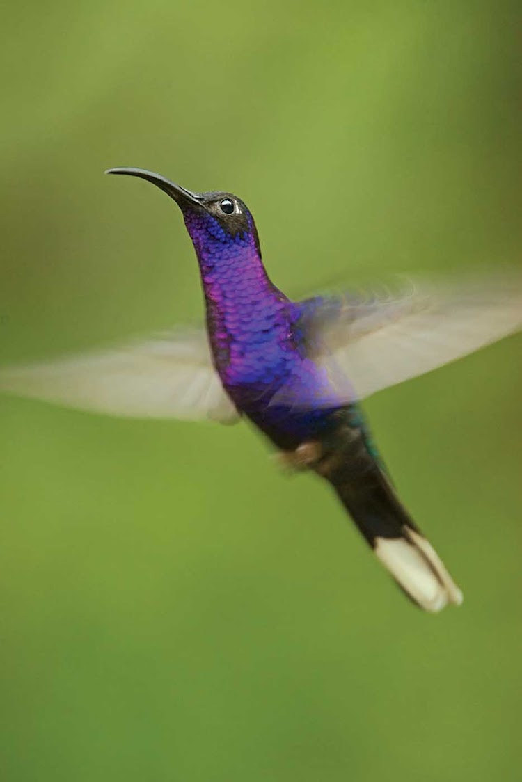 A long-tailed hummingbird feeds on a torch ginger in Monteverde Cloud Forest Preserve, Costa Rica.