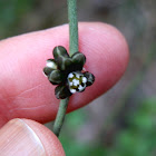 Coarse Dodder-laurel