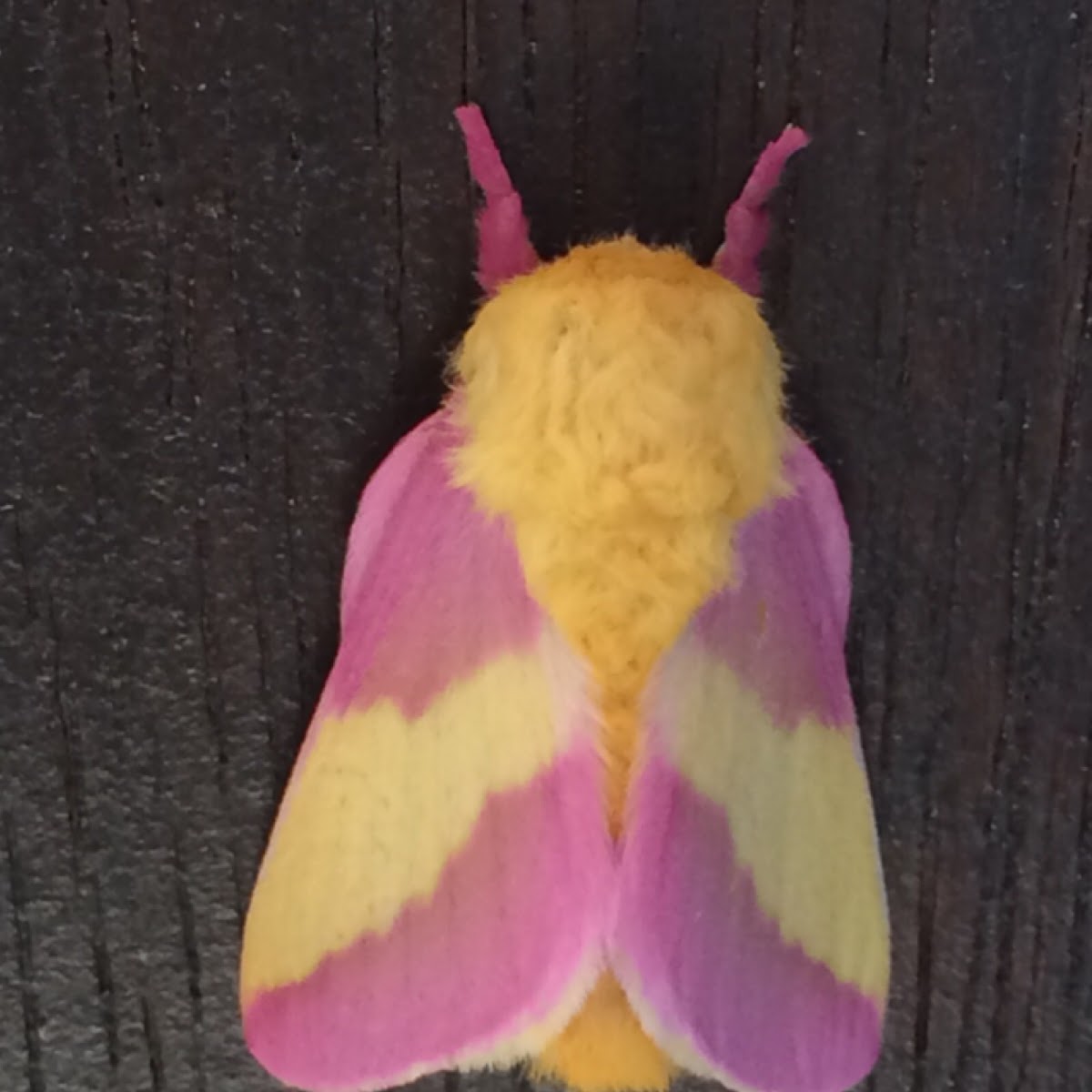 Rosy Maple Moth