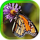 Download Love Butterflies LWP For PC Windows and Mac 1.0