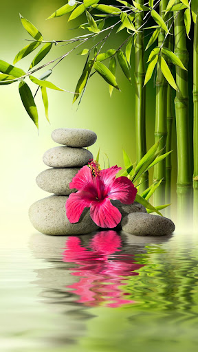 Zen Garden Live Wallpaper App Store Data Revenue Download