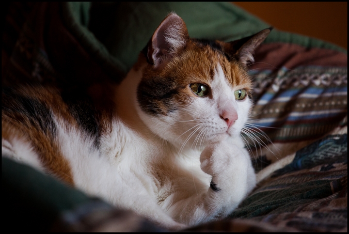 Il gatto pensatore di maxrav