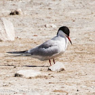 Common Tern; Charrán Común